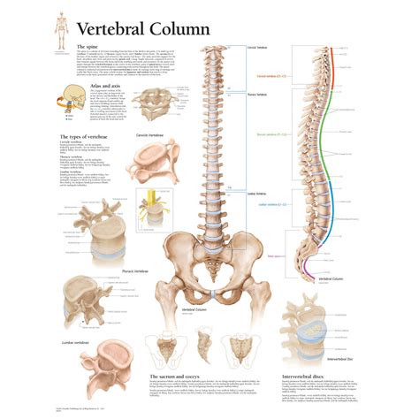 Free photo: Spinal column - Bone, Spinalcolumn, Spine - Free Download - Jooinn