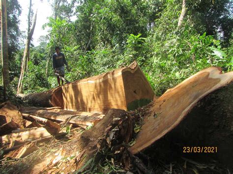 Illegal logging in Palawan stokes fears of a mining resurgence