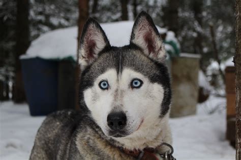 Free Images : snow, cold, winter, animal, pet, close up, vertebrate ...