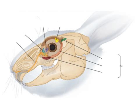 Rabbit Face Glands Quiz