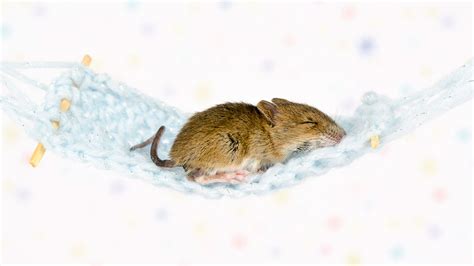 Mice, like people, like to be rocked to sleep | Science | AAAS