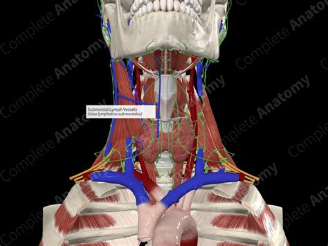 Submental Lymph Vessels | Complete Anatomy