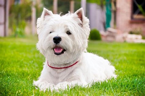 The 50 Most Popular Dog Breeds In The World [2019] | Highland Canine ...