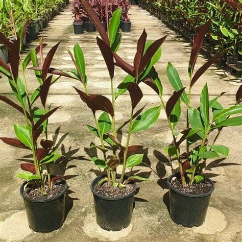 Alpinia caerulea Red back - Sunshine Coast Plants