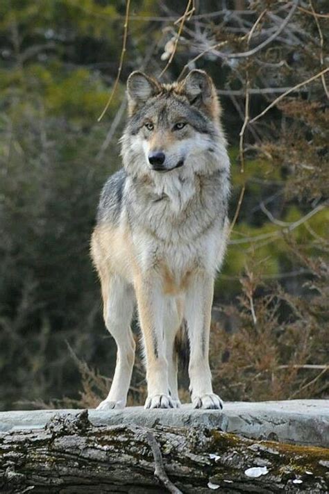 Tala is a light grey and tan she-wolf! her parents are the alphas and ...