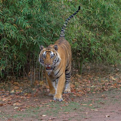 Wildlife - Bandhavgarh National Park on Behance