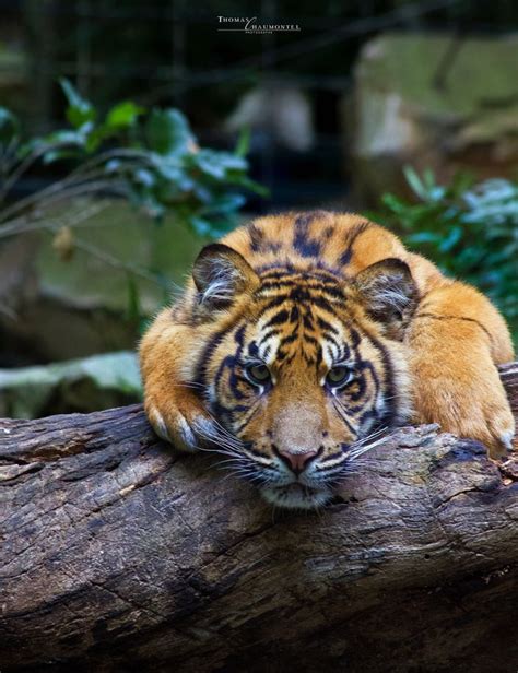 Tigron | Animals, Fauna, Tiger