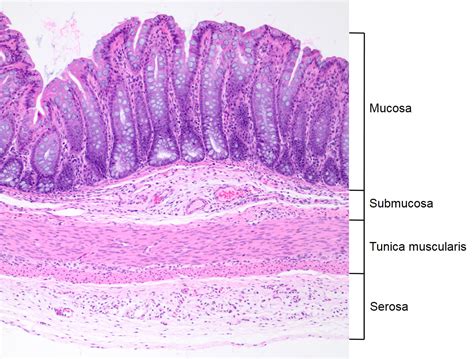 Histology Of Gi Tract