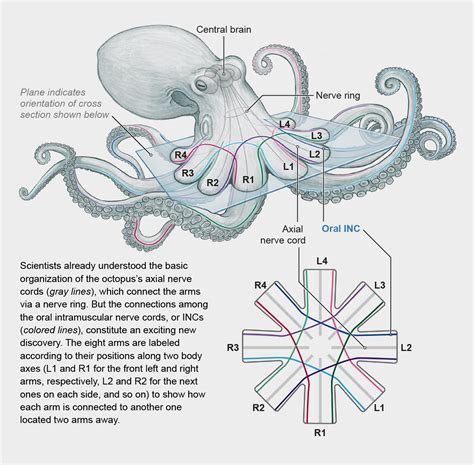 How Octopus Arms Bypass the Brain - Scientific American