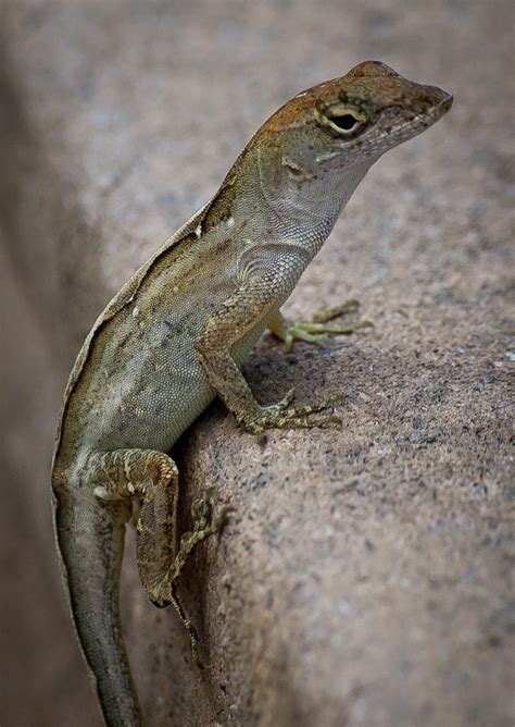 Brown Anole Facts and Pictures