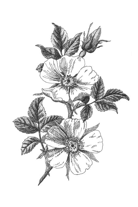 iowa state flower drawing - Eleanore Morrow