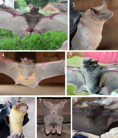 Six individuals of insectivorous bats 2, R. hardwickii; 3, R.... | Download Scientific Diagram