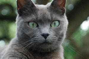 Russian Blue Cat | LoveToKnow