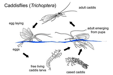 Caddisfly life cycle & harvesting time! – Big Eco Energy