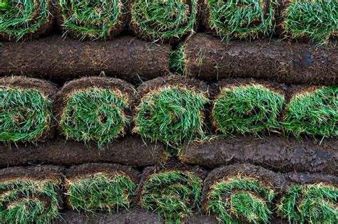 How to Prep for Sod Installation in 10 Critical Steps | Pepper's Home ...