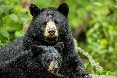 Black bear cub rescued from Litchfield tree, DEEP says