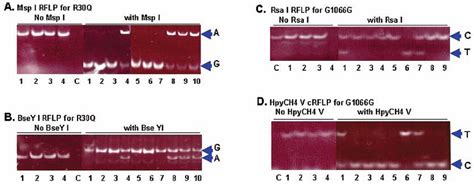 Genotype analysis of the DLG variants R30Q and G1066G. PCR ...