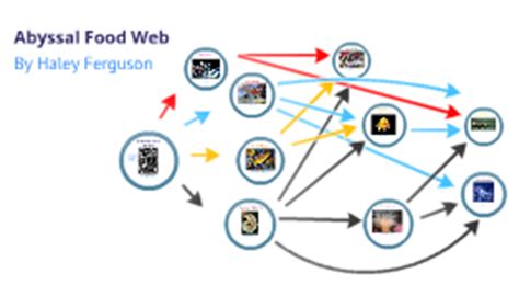 Abyssal Food Web by Haley Ferguson on Prezi