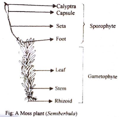 Describe labelled diagram of Sporophyte of Semibarbula or Moss - QS Study