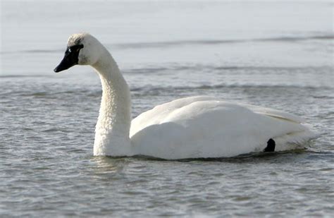 Tundra Swan | Swan, Tundra, Arctic tundra