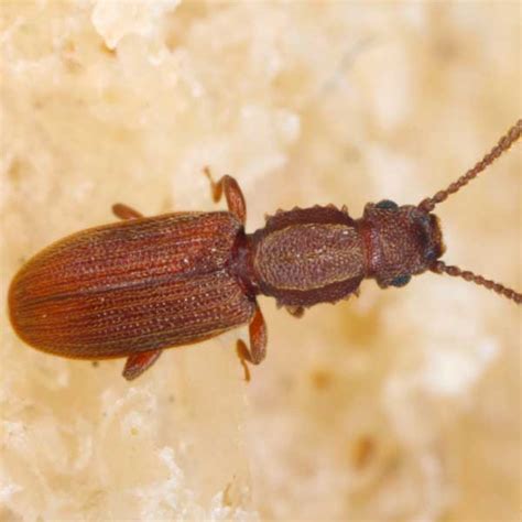 Sawtoothed Grain Beetle Identification & Behavior - Sawtoothed Grain Beetle Control