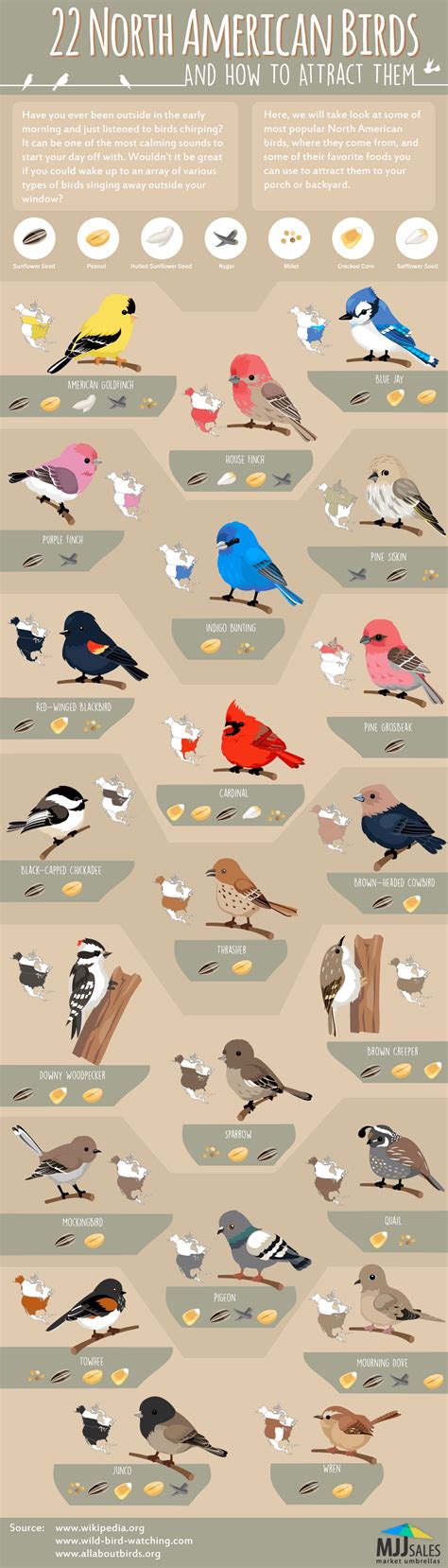 22 Popular North American Birds #Infographic - Visualistan