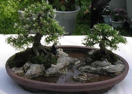 Art of Bonkei: A Bonsai Landscape - Bonsai Tree Gardener