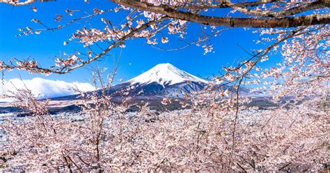 See Cherry Blossoms on a Day Trip to Mt. Fuji, Shin Arakura Sengen from ...