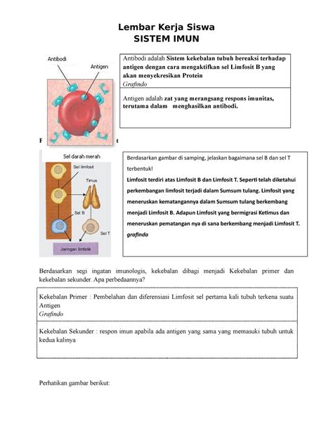 LKPD Sistem IMUN - bio - Lembar Kerja Siswa SISTEM IMUN Antibodi adalah Sistem kekebalan tubuh ...