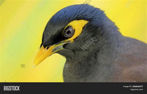 Black Bird Yellow Beak Image & Photo (Free Trial) | Bigstock