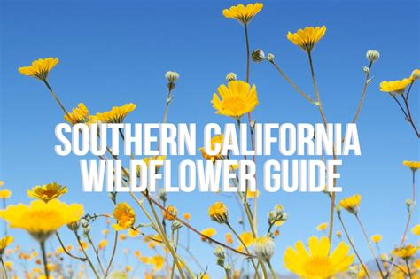 Southern California Wildflower Guide - Le Wild Explorer