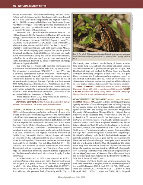 (PDF) Natural History Notes: LITHOBATES SPHENOCEPHALUS (Southern Leopard Frog). DIET.