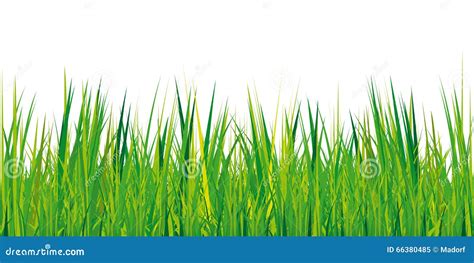 Grass Texture on White Background Stock Vector - Illustration of ...