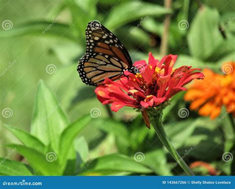 Monarch Butterfly on Red Flower Stock Photo - Image of spring, butterfy: 143667266