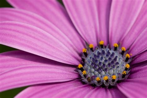 Premium Photo | Purple daisy