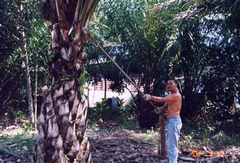 Gambar Pokok Kelapa Sawit - BP3K KECAMATAN MENDAHARA ULU: MANAJEMEN ...