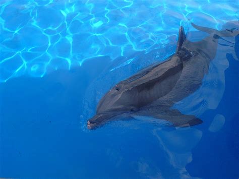 8 Disturbing Dolphin Facts SeaWorld Doesn't Want You to Know - SeaWorld ...