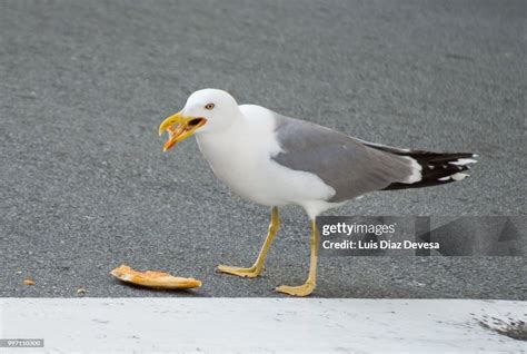 Seagull Eating Pizza High-Res Stock Photo - Getty Images