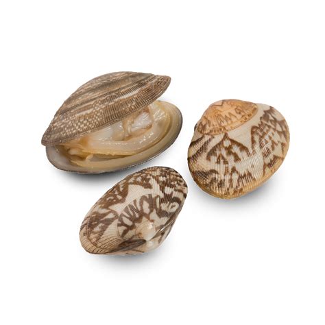 Baby Clams in Shell – PanaPesca USA