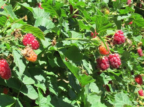 Problems With Boysenberries - Recognizing And Treating Common ...