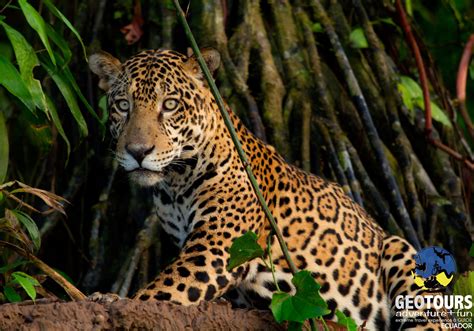 Yasuni National Park Animals