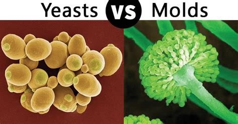 Yeasts vs Molds- Definition and 23 Major Differences