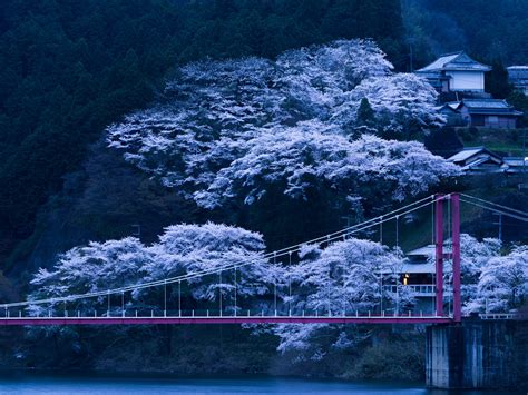 1360x768 japan, bridge, sakura Desktop Laptop HD Wallpaper, HD Nature 4K Wallpapers, Images ...