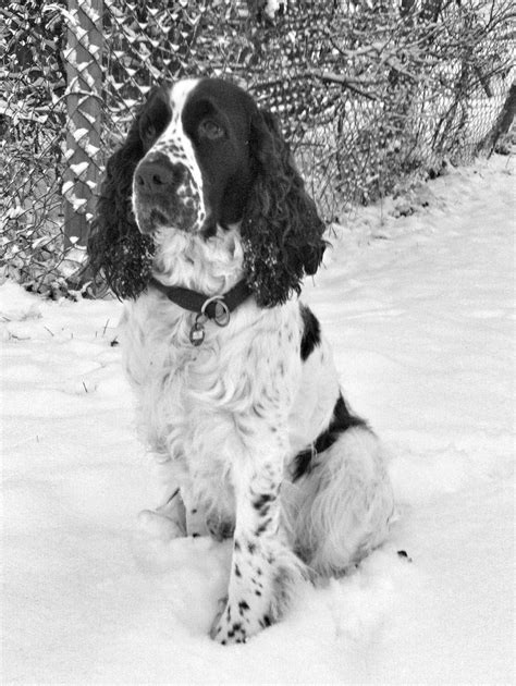 Again in black and white Springer Spaniel Puppies, English Springer ...