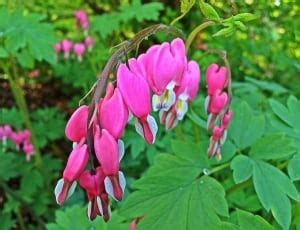 pink bleeding heart flowers free image | Peakpx