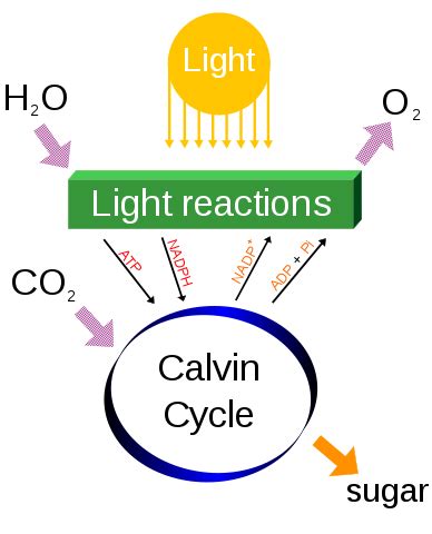 Role of Sunlight in Photosynthesis - Expii