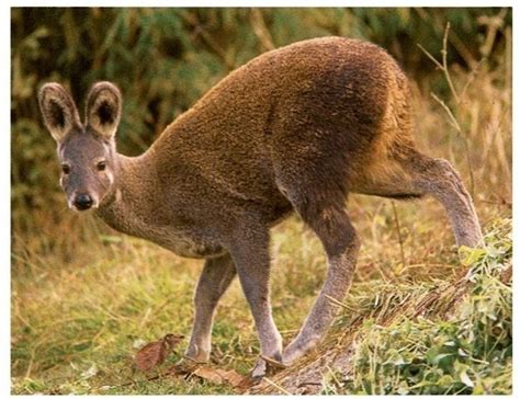 Musk deer - Alchetron, The Free Social Encyclopedia