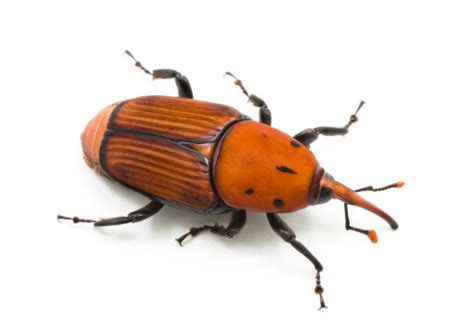 Red Palm Weevil Stock Photo - Download Image Now - iStock