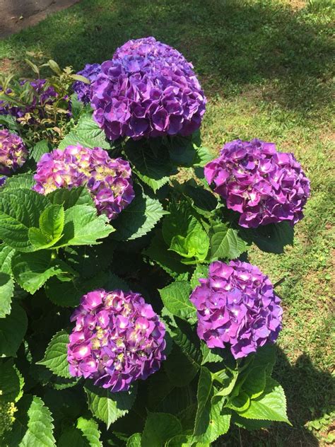 PURPLE! | Love flowers, Flowers, Purple