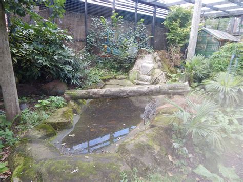 Fishing cat enclosure 200922 - ZooChat